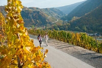 Ahrtal Rotweinwanderweg Herbst
